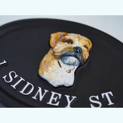 Border Terrier close-up. - D23a-2