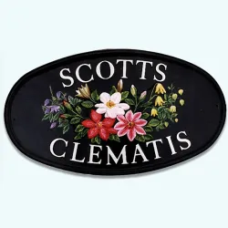 Clematis - F25c